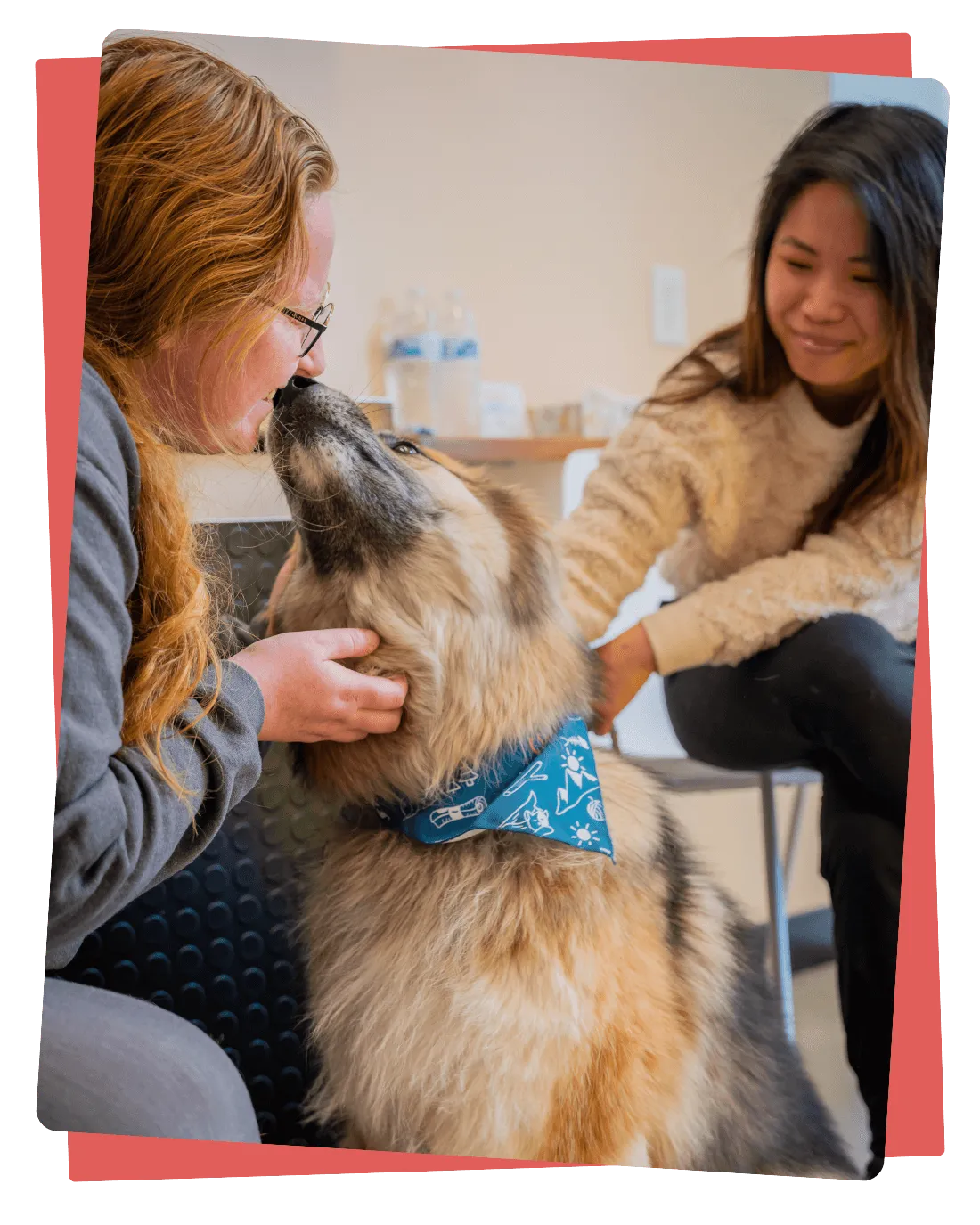 Chicago Veterinarian Sploot Veterinary Care